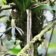 Jumellea triquetra .orchidaceae.endémique Réunion..jpeg